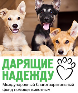 Семинар для волонтеров Благотворительного фонда помощи животным "Дарящие надежду"