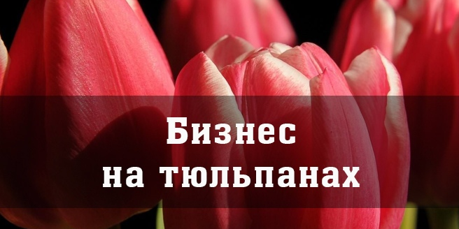 История успеха. Бизнес на тюльпанах - как за месяц заработать на мечту?