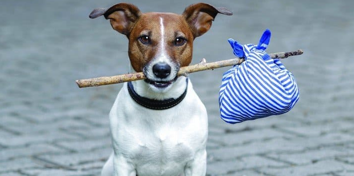 Благотворительная акция для приюта (помощь бездомным животным)