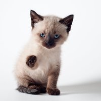 Егоршева Полина Андреевна