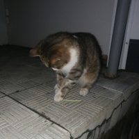 Рыбаков Александр Станиславович Рыбаков Александр Станиславович